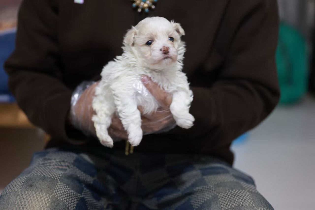 Care team member gently holding the light-colored cloned puppy Mili for early observation