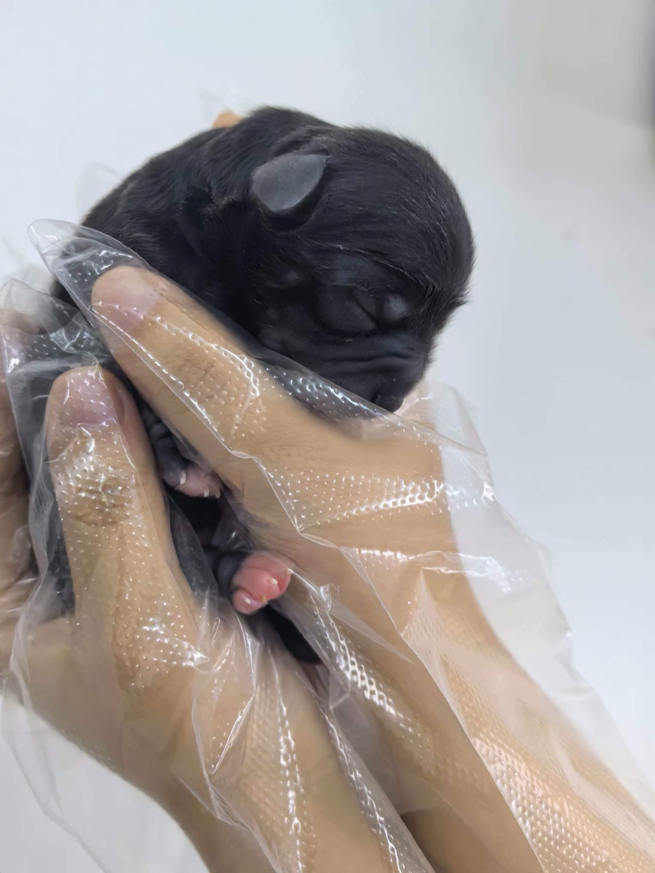 Newborn black cloned puppy Motuan held securely by a care team member before its eyes have opened