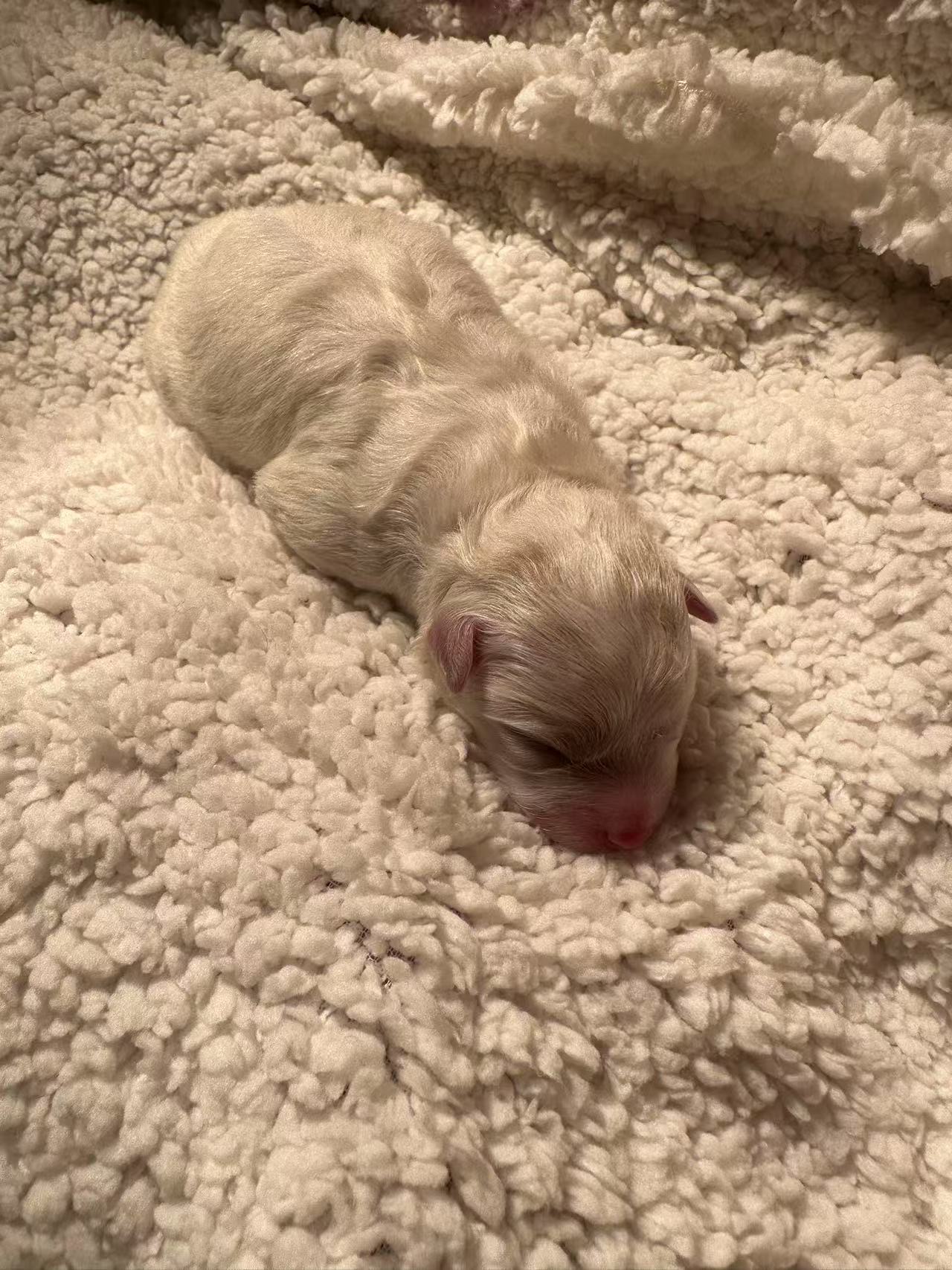 Light-colored cloned puppy Nuannuan resting on a soft blanket shortly after birth