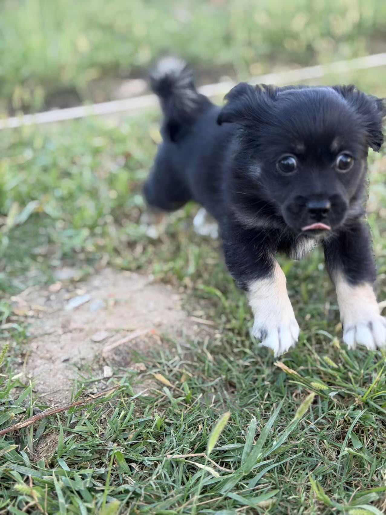 Black cloned puppy Xiaoyao running forward across green grass