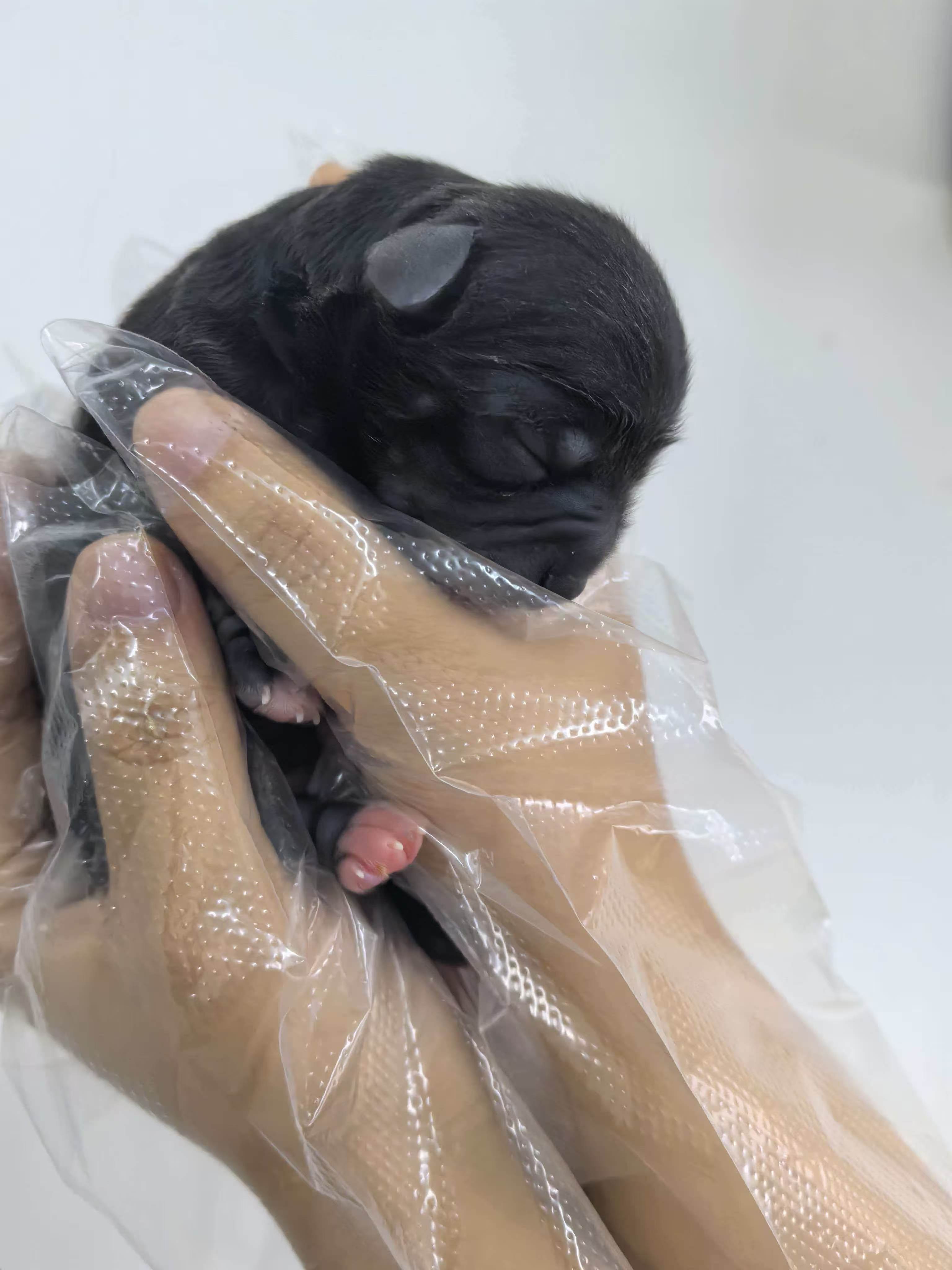 工作人员戴着透明手套托住一只新生黑色幼犬