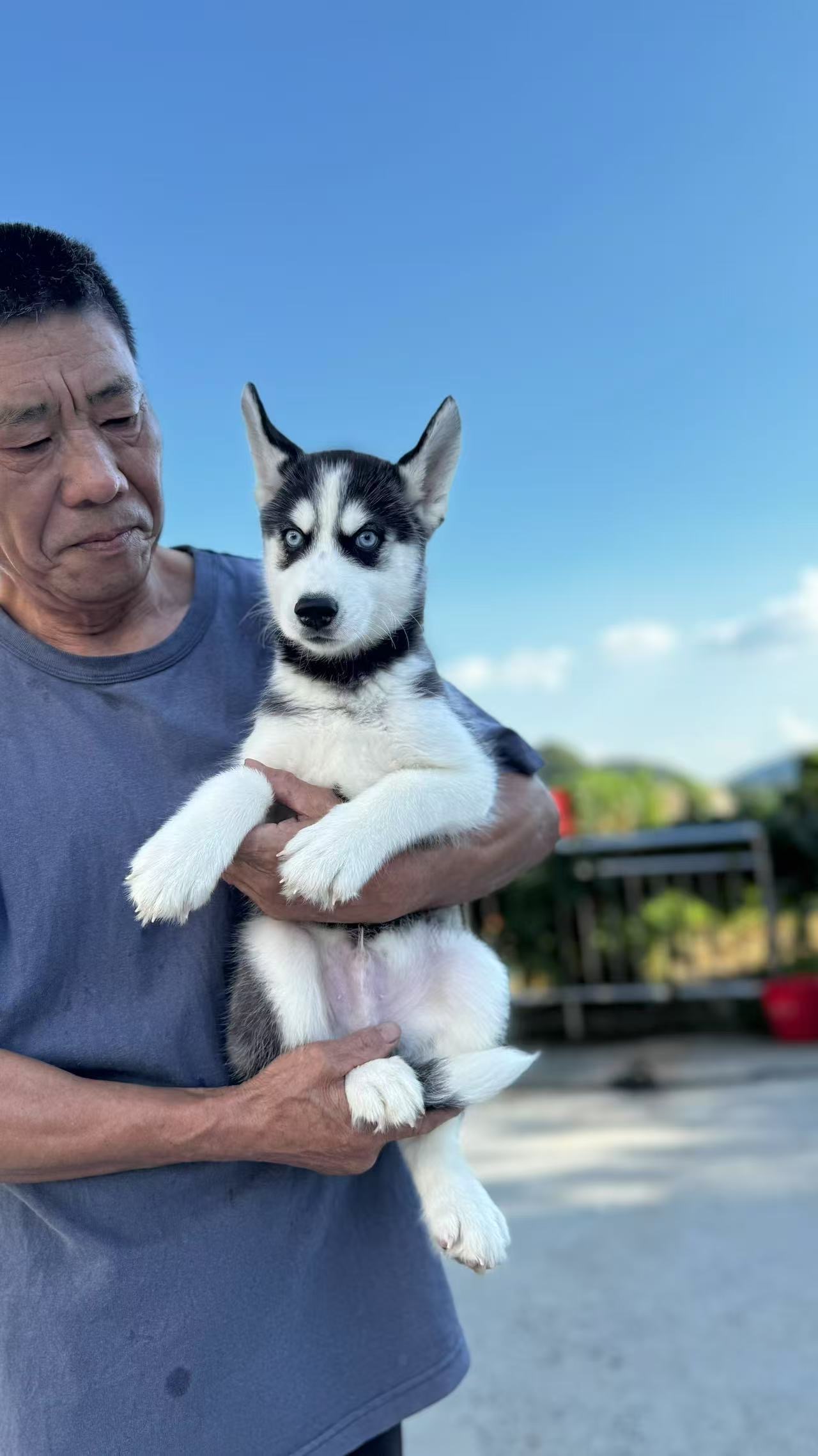 A family member holding Xiaobei, a blue-eyed cloned Siberian Husky puppy, outdoors