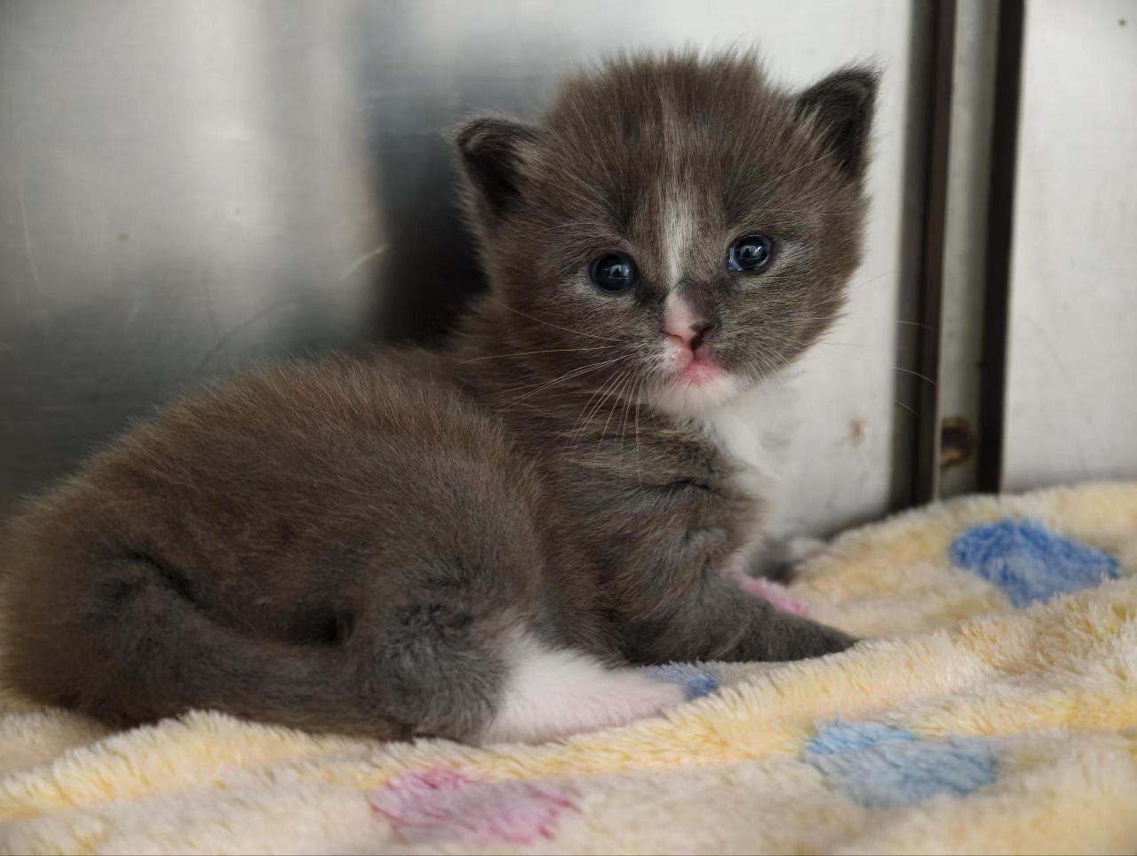 Xiaomo, a grey cloned kitten, resting on a soft blanket